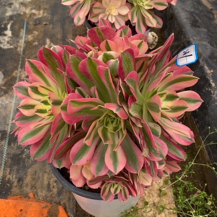 231粉女巫多肉法师