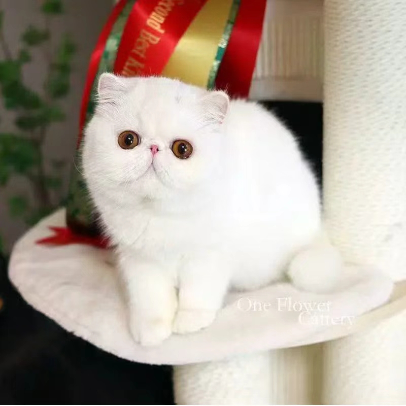 （姜姜的波斯猫）T小猫咪活体