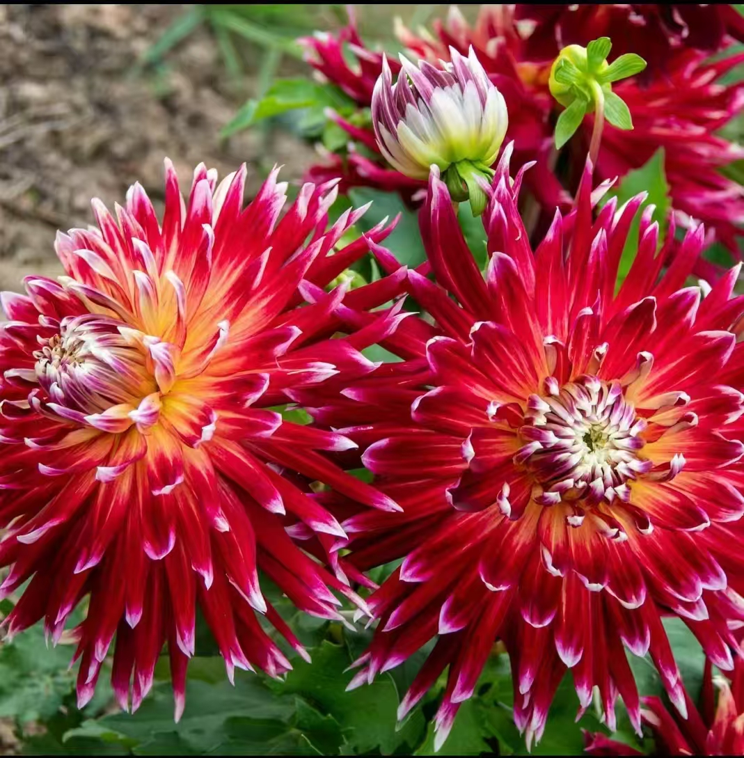 【紫霞仙子】盆栽地栽大丽花种植基地