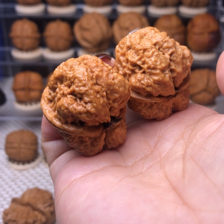 把件文玩核桃28号小帝王蟾36尺