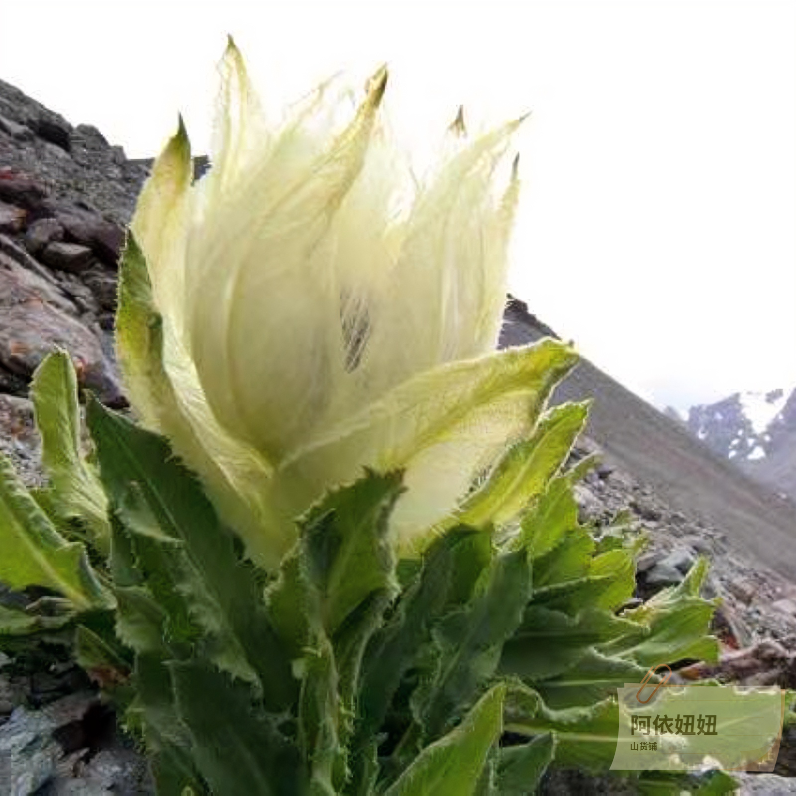 【阿依山货】云南高山雪莲花[可搭配枸杞泡水]2