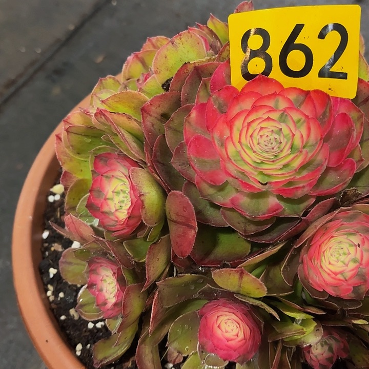 多肉植物福利862