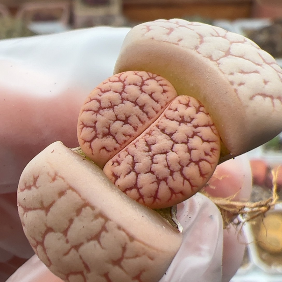 0494号荒多肉植物