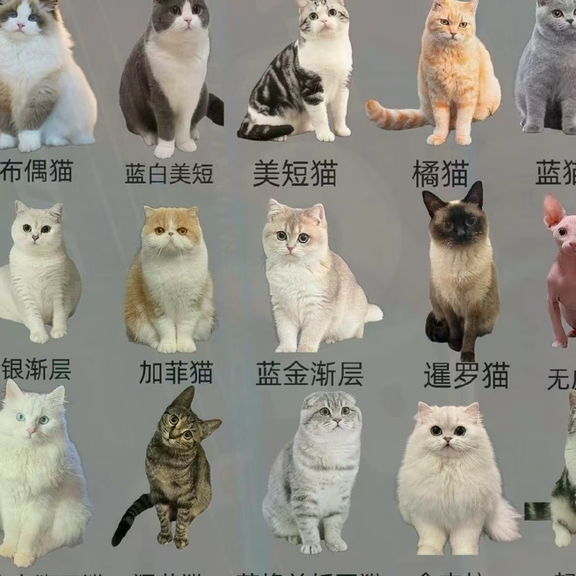 猫咪金渐层布偶活体多品种