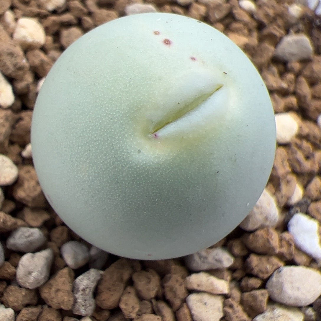 0930号 鸽子蛋 多肉植物