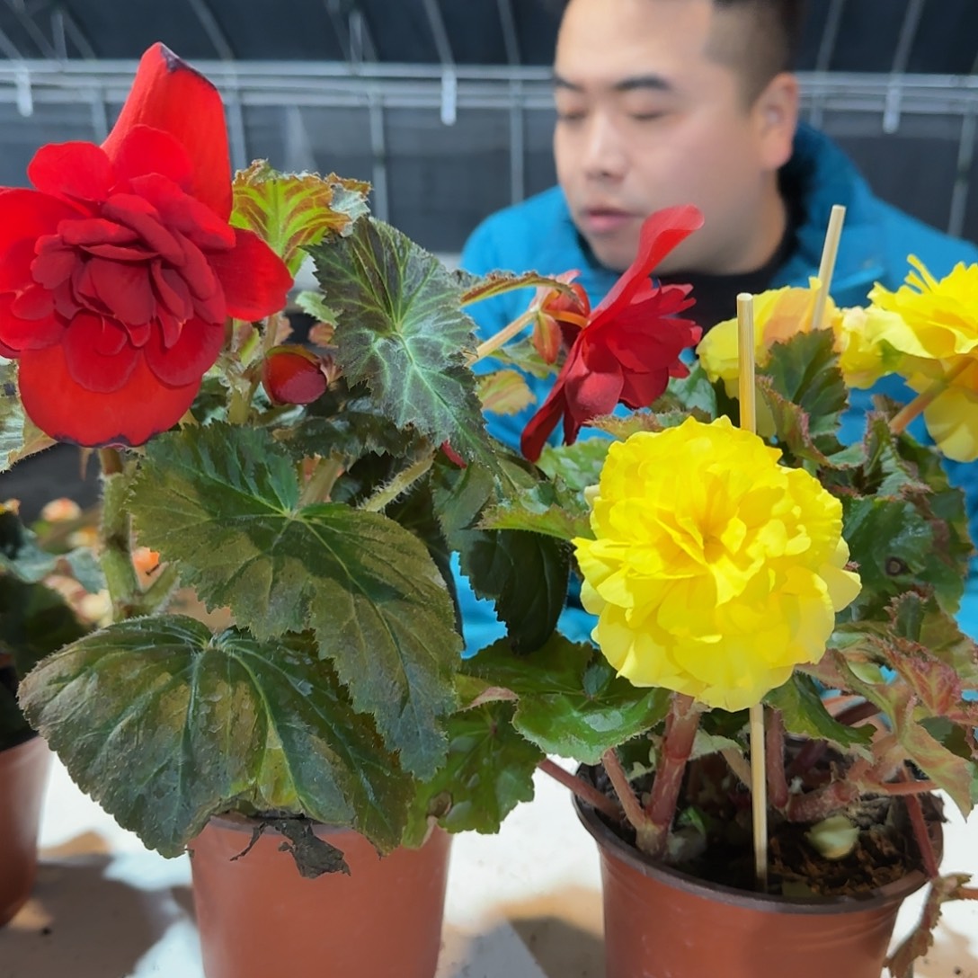 夫妻摩卡红➕黄掉花折叶正常介意勿拍，不拍保温冻死不售后