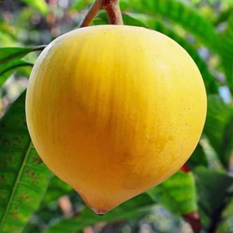 【顺丰配送】蛋黄鸡蛋果热带孕妇当季水果新鲜云南特产熟整箱1-5斤