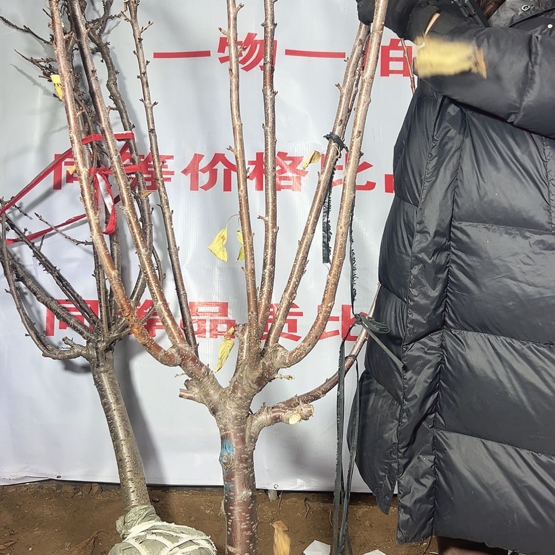 精***言车厘子一树一拍直播间