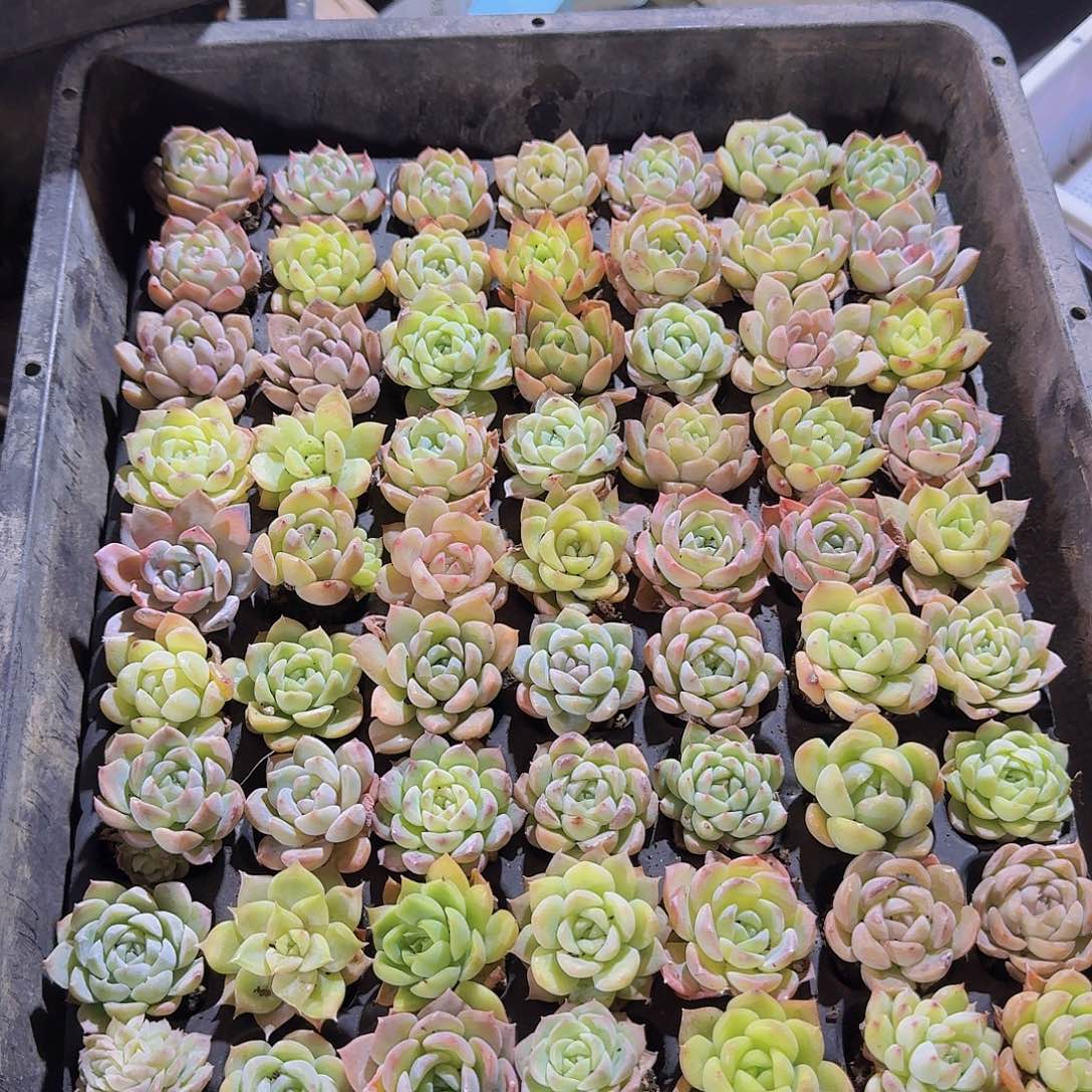 晚上福利一物一拍447