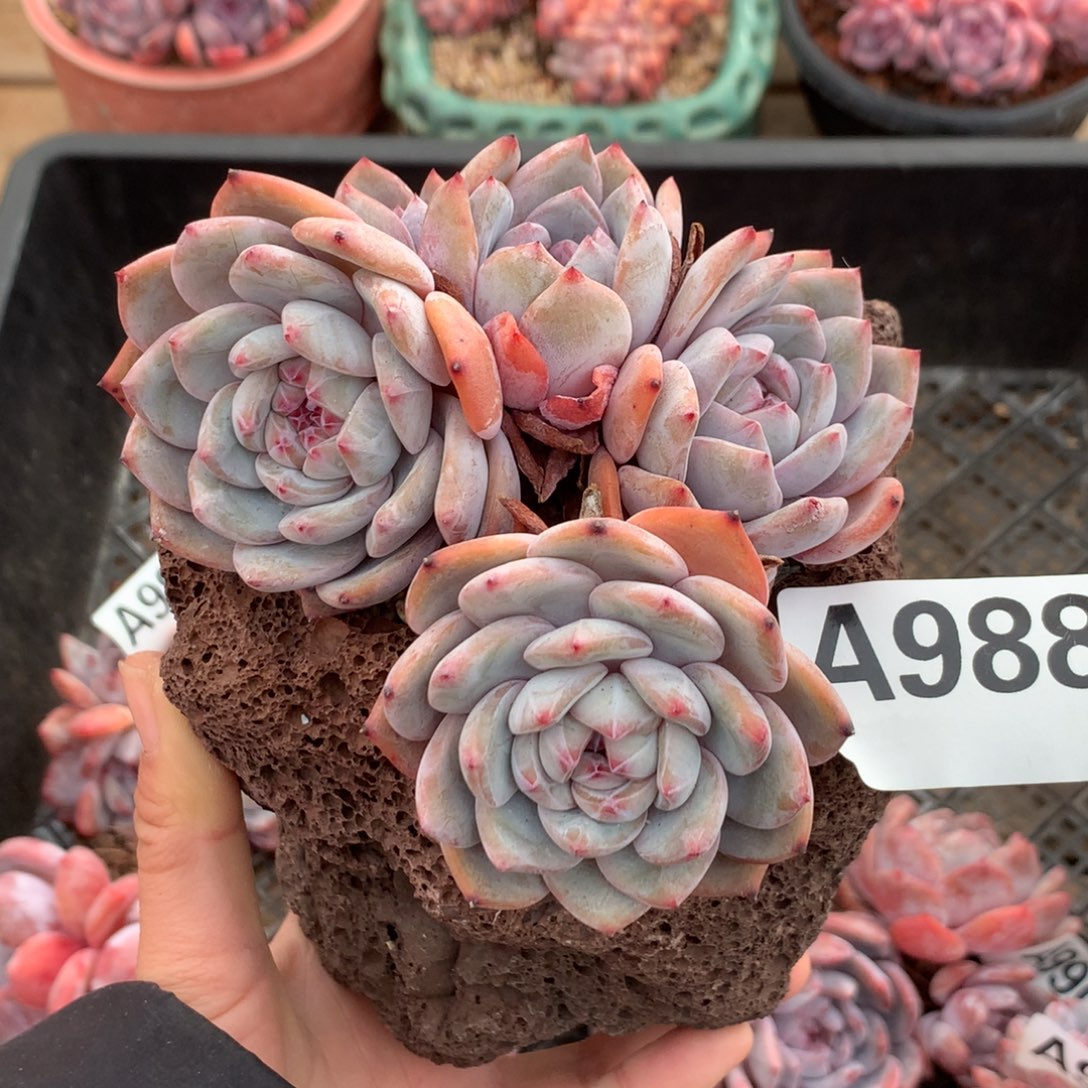 A988 星影石榴籽紫心 悬崖桩6头 新年福利