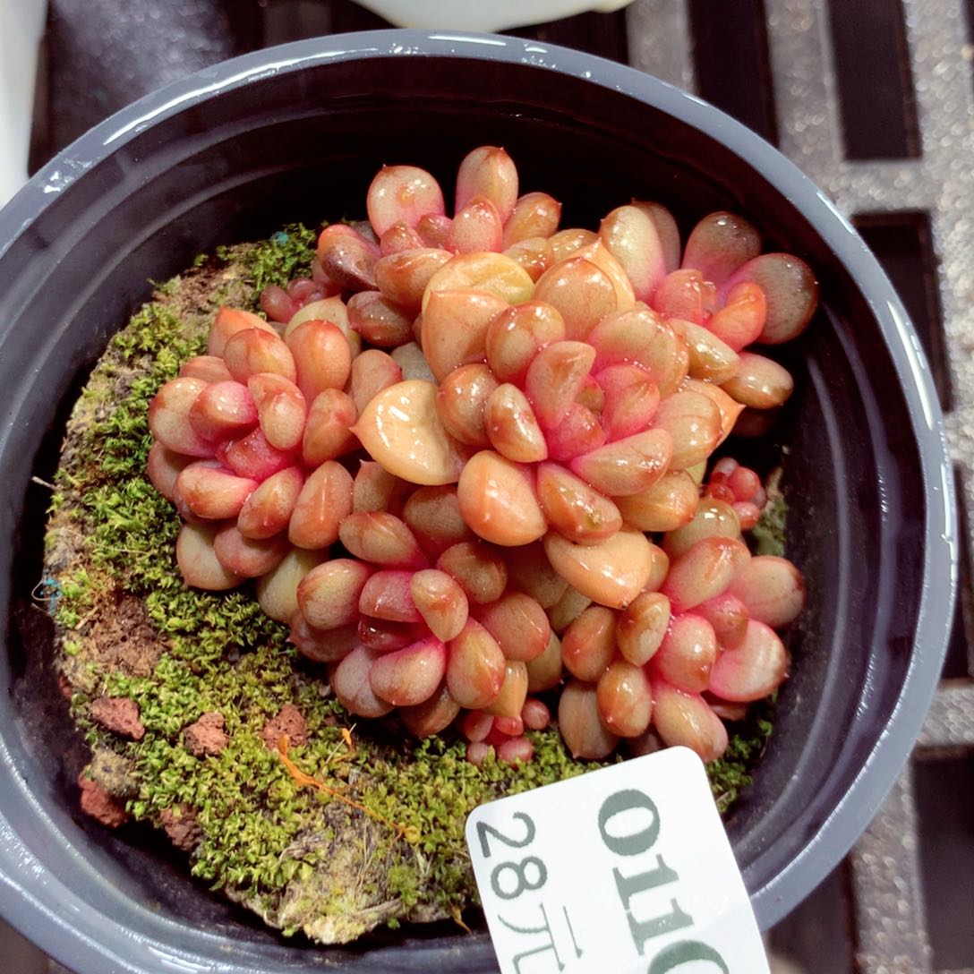 5厘米盆精控多肉011