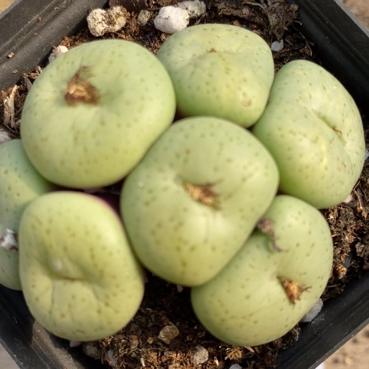 1365吕氏大饼一群