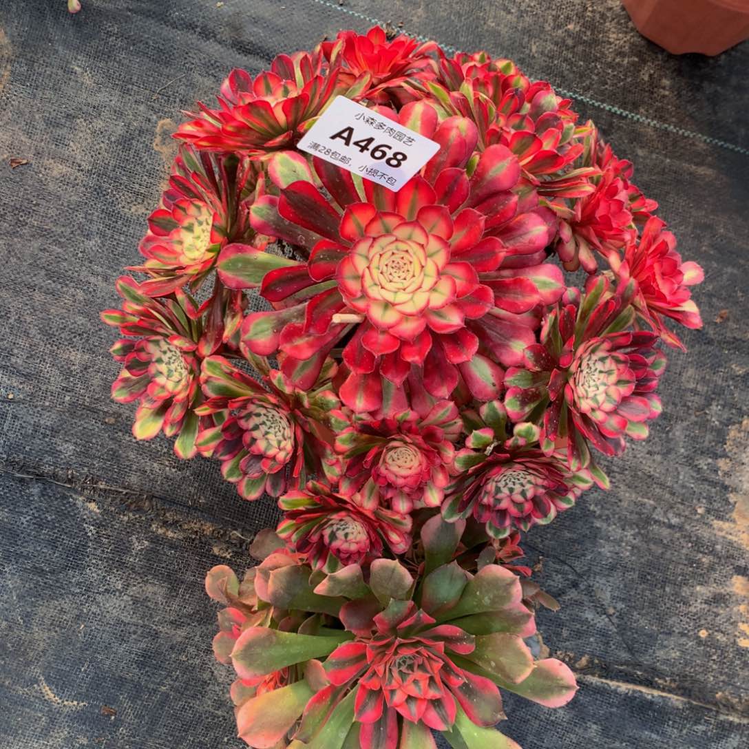 海**川红彤白。香妃468888888