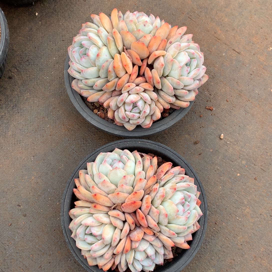 2颗4头老桩00000000