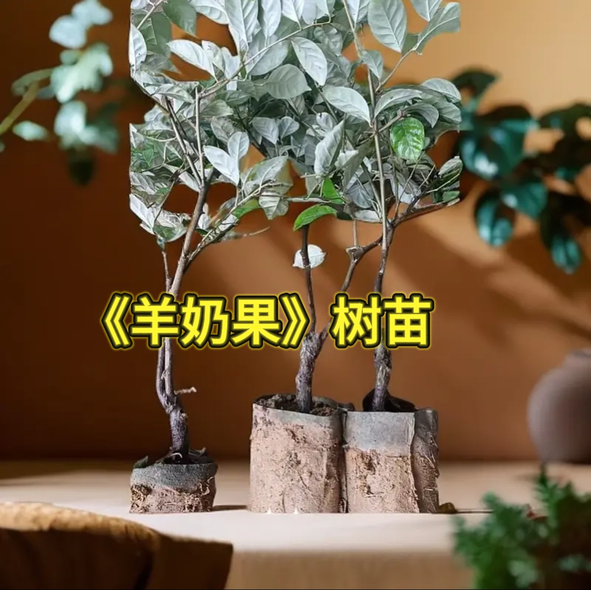 德甜2号纯甜羊奶果（营养杯三年嫁接苗）木泥土种植