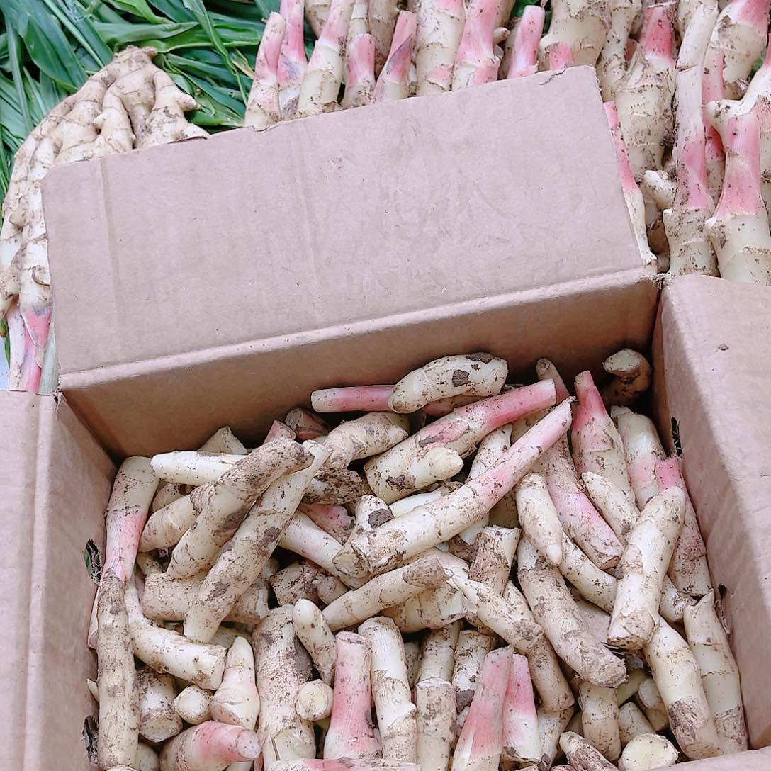 黄姜中国大陆碎姜牙