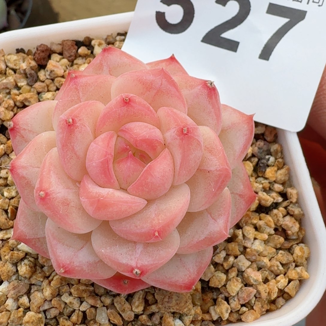 美心         精品多肉