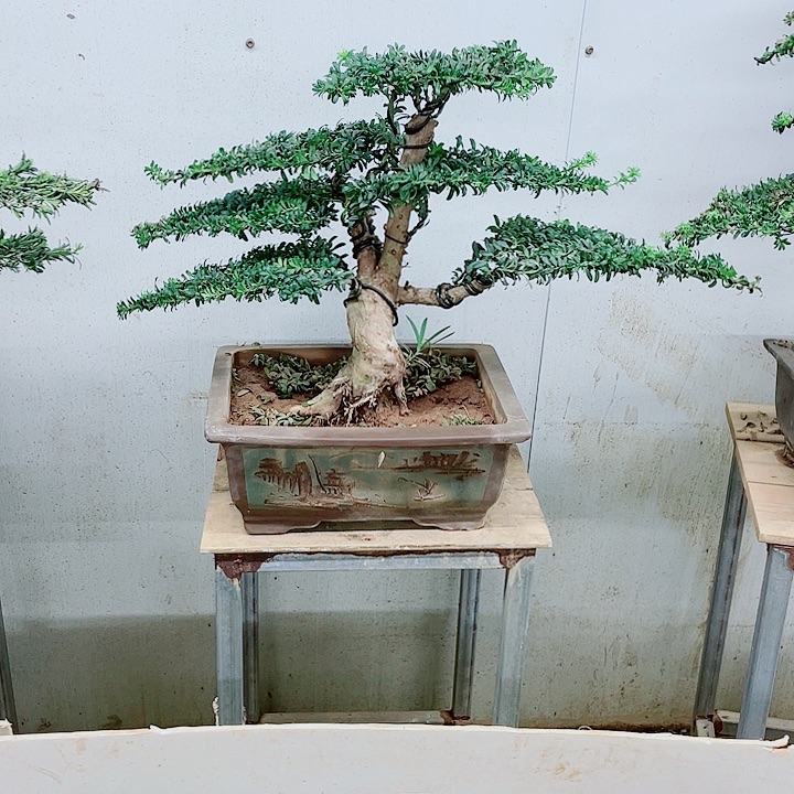 无花朵88888888888