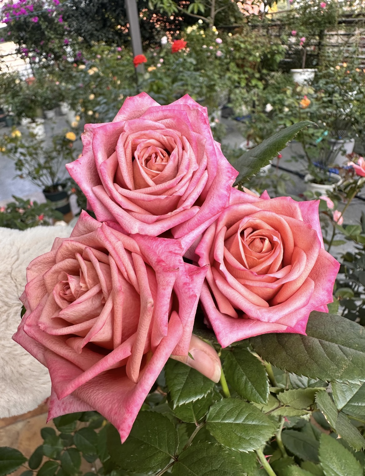 【调香师】独颗 复古色月季玫瑰