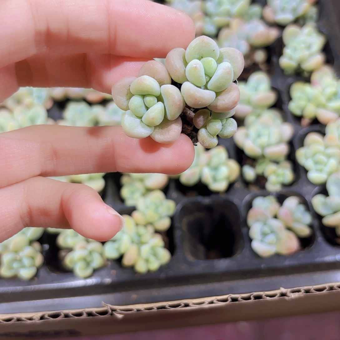 小穴苗红洛神3米2颗