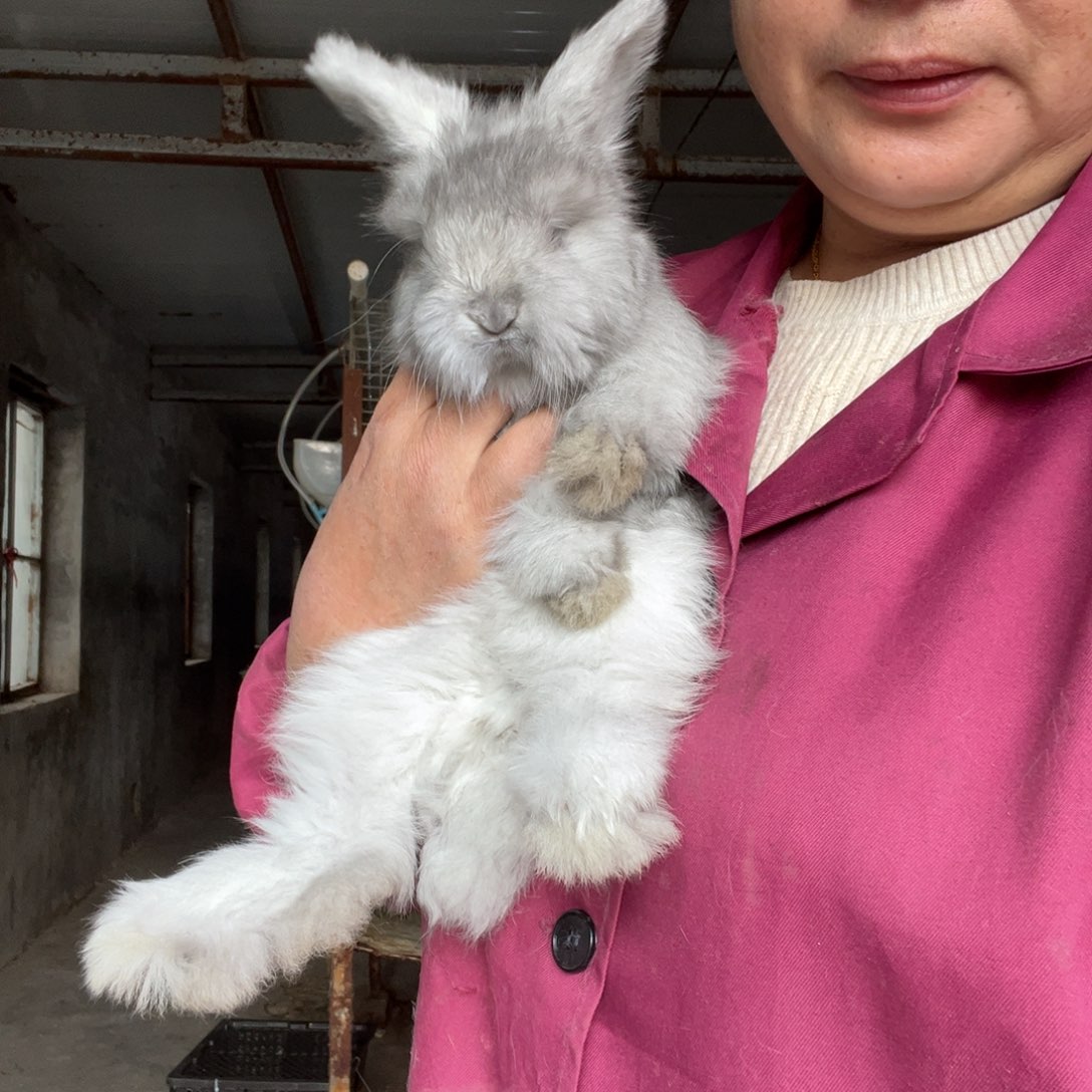 宠物兔英系安哥拉兔