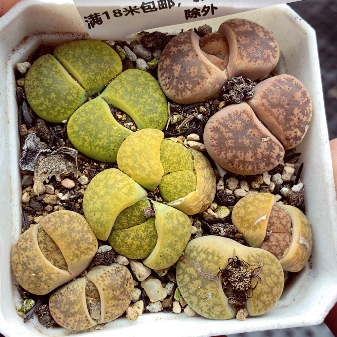 我的小姐姐们都075