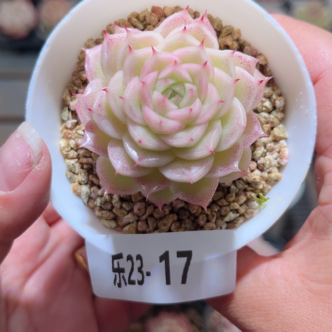 乐23-17麦秆单头 