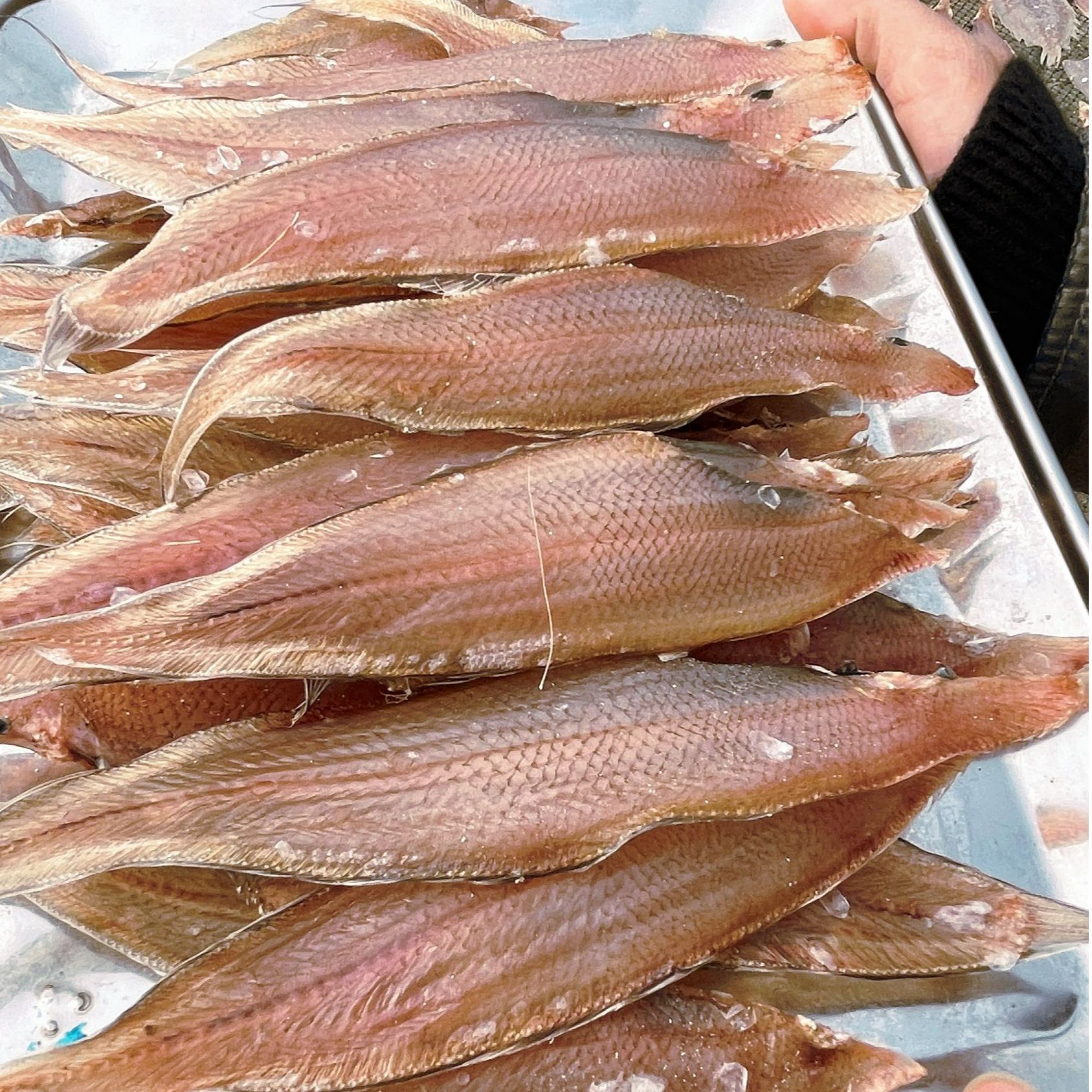 北海小船龙利鱼干淡晒海鲜农家特产小鱼干