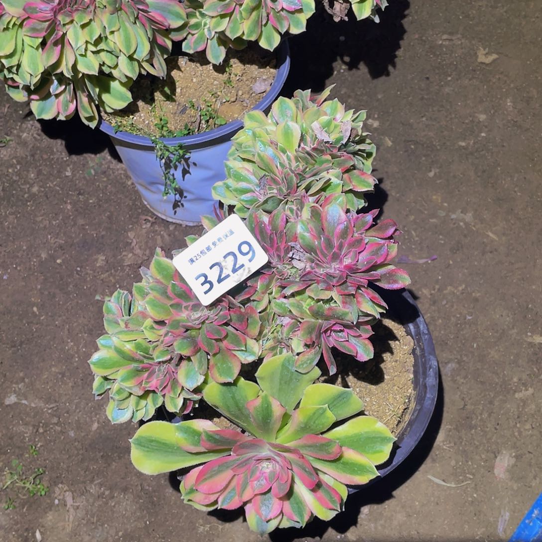 3229红秀缀多肉植物