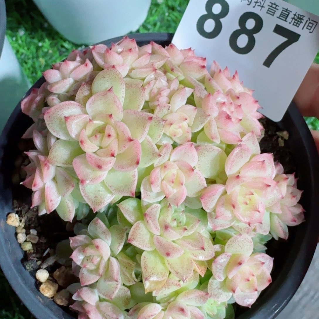 麦秆群生         精品多肉