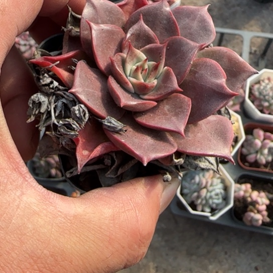 179美娅多肉植物多