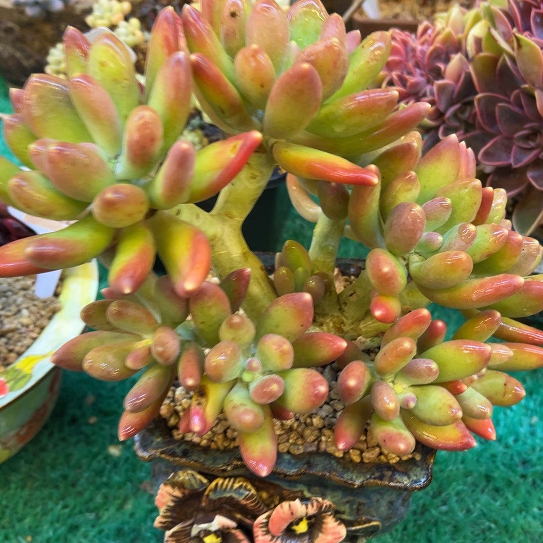 芒果奶杂金蝉美人，，，，，，，，，，，，