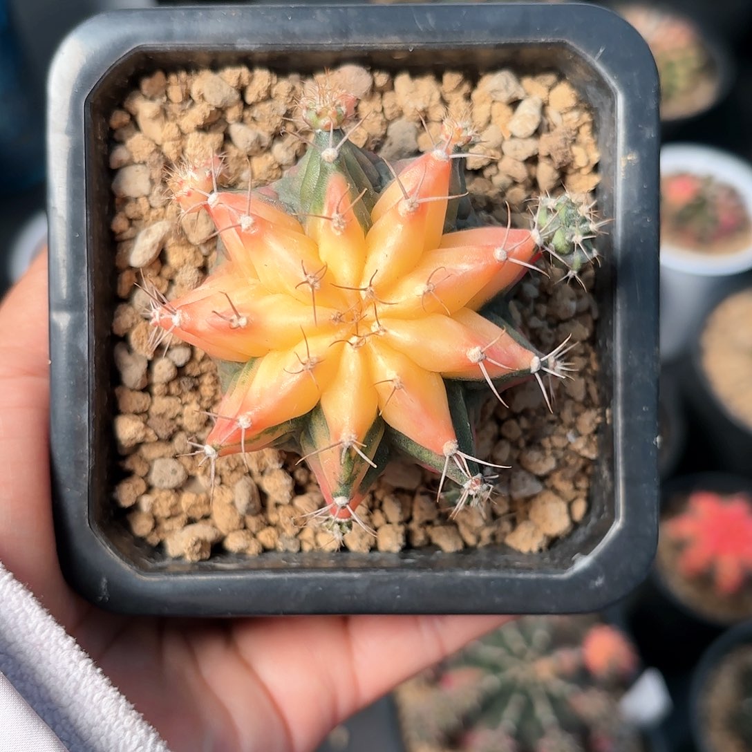 泰系实生海神锦仙人球18号