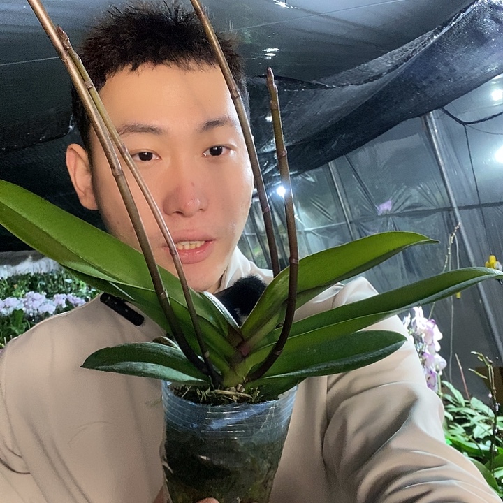 无花朵唯美蝴蝶兰