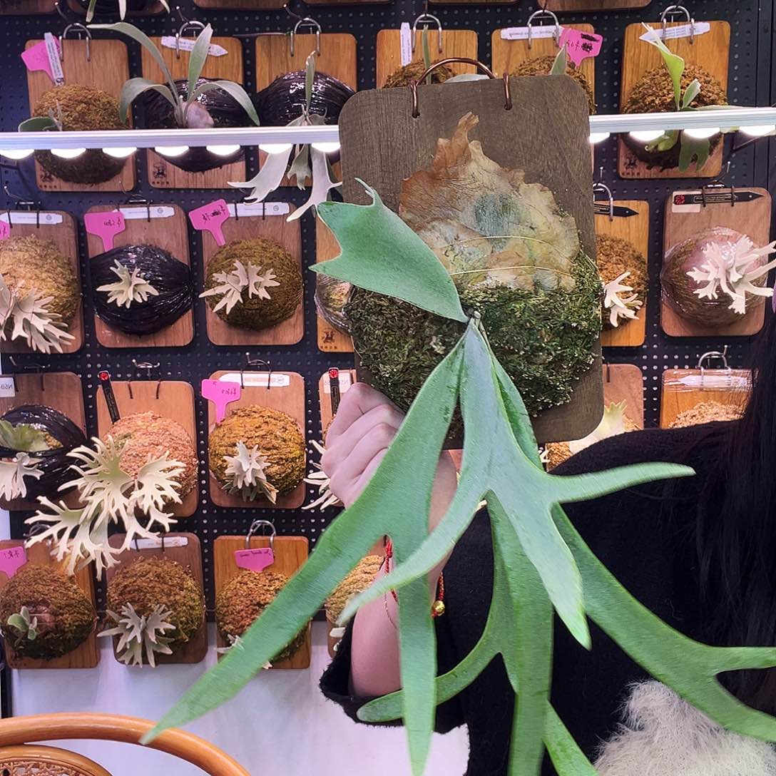 秒杀 侏儒银爪 侏儒tst