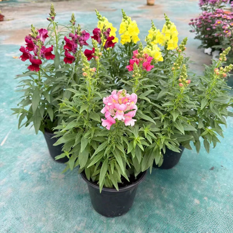 耐寒金鱼草盆栽带花发 庭院艳丽花镜花卉 好养 花期较长