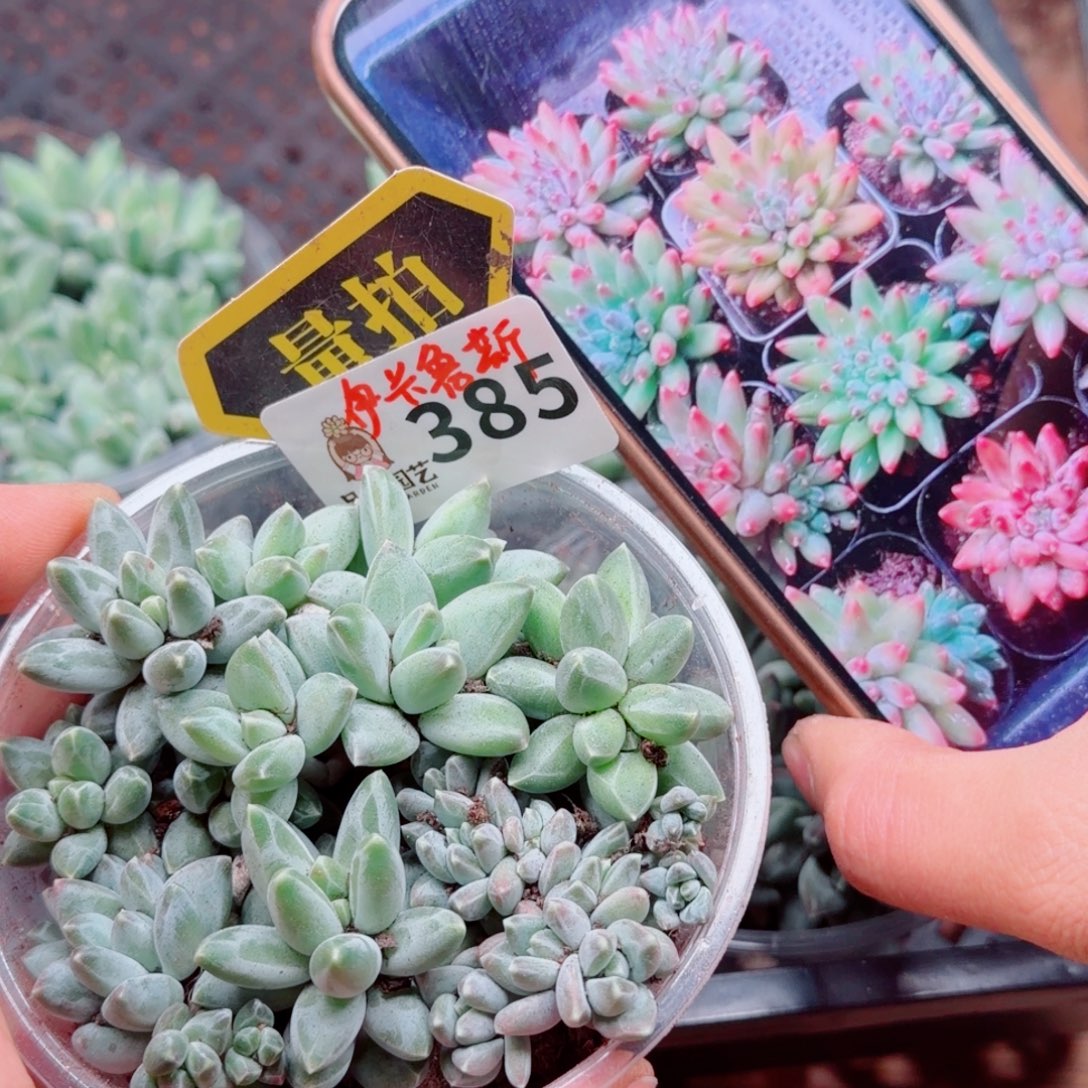 多肉植物多肉植物