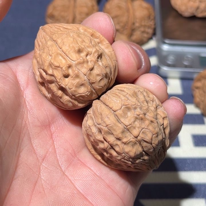 文玩核桃把件38龟甲