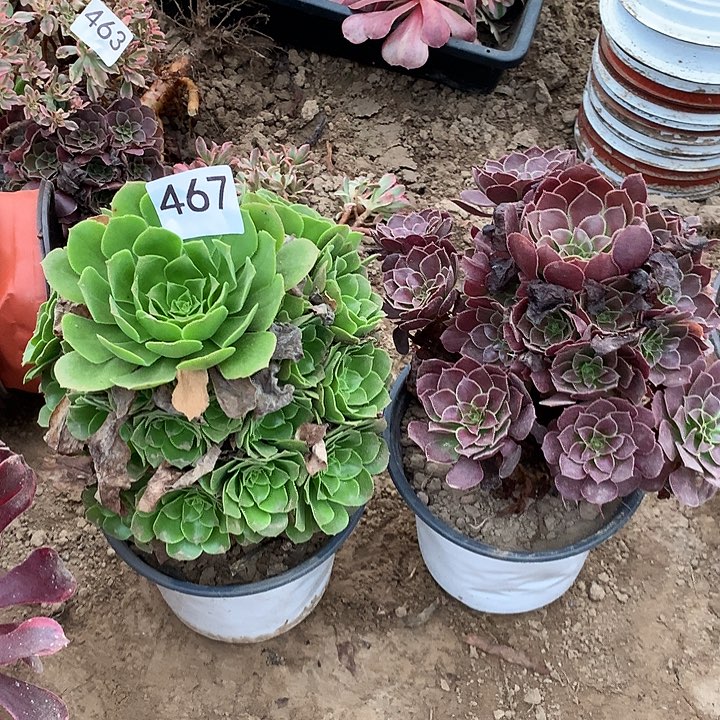 无花朵467绿杨蓉➕荷兰玫瑰南