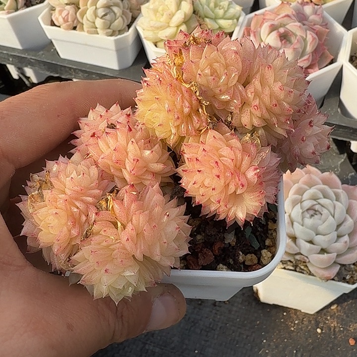 0121-35 麦秆优选