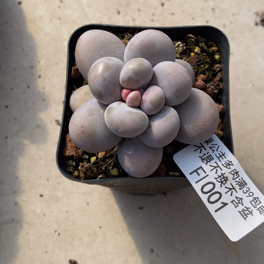 芭比奶酪001/5c m