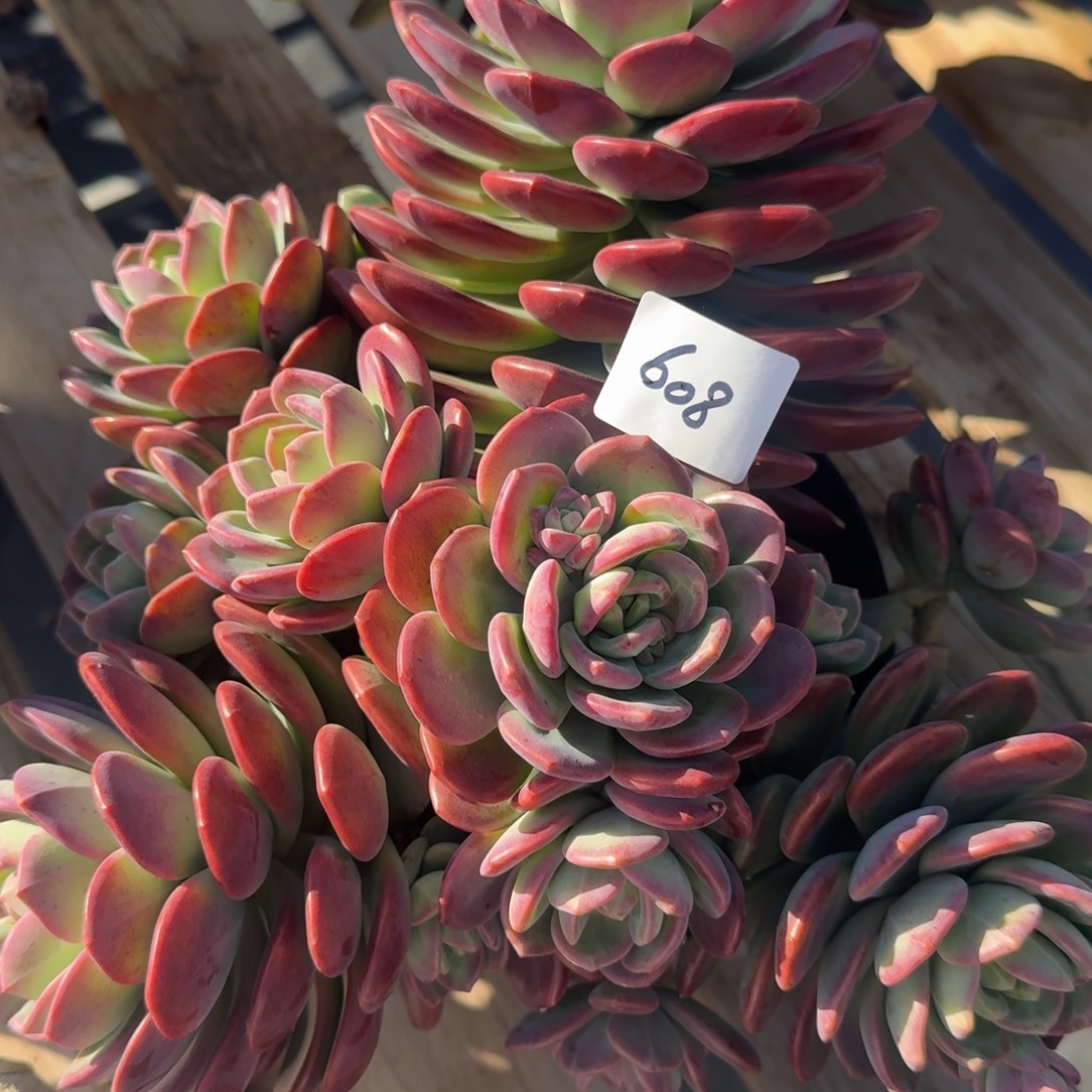 608拉萨凡艺多肉///