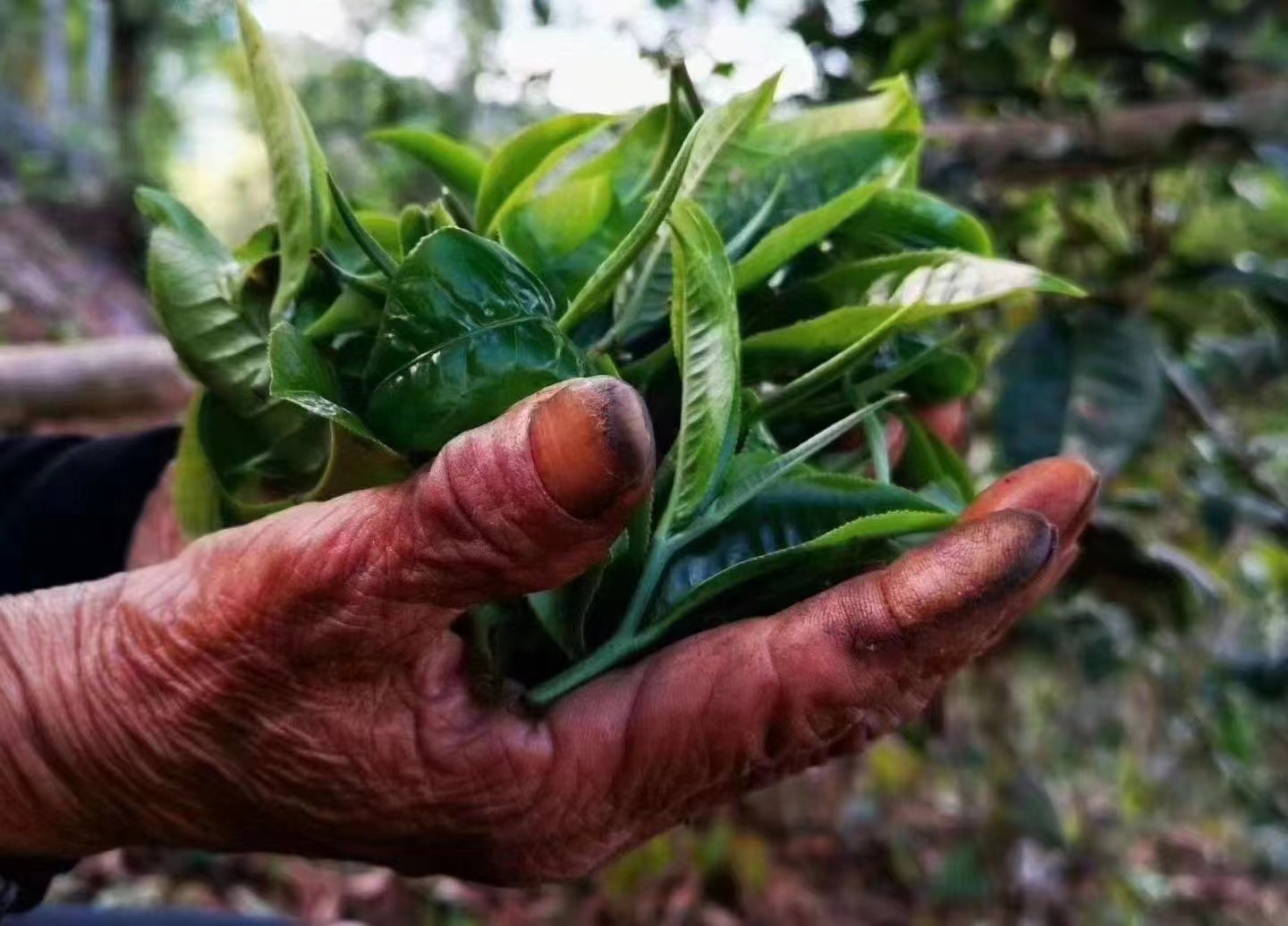 冰岛老寨48号500+大单株