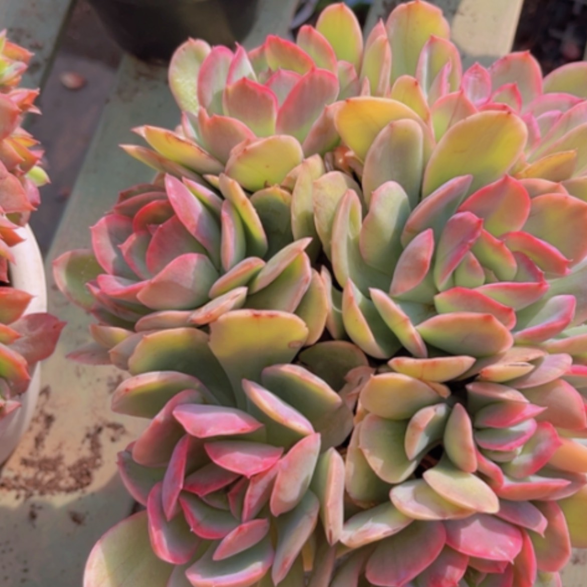 【闪购商品】绮罗锦04234