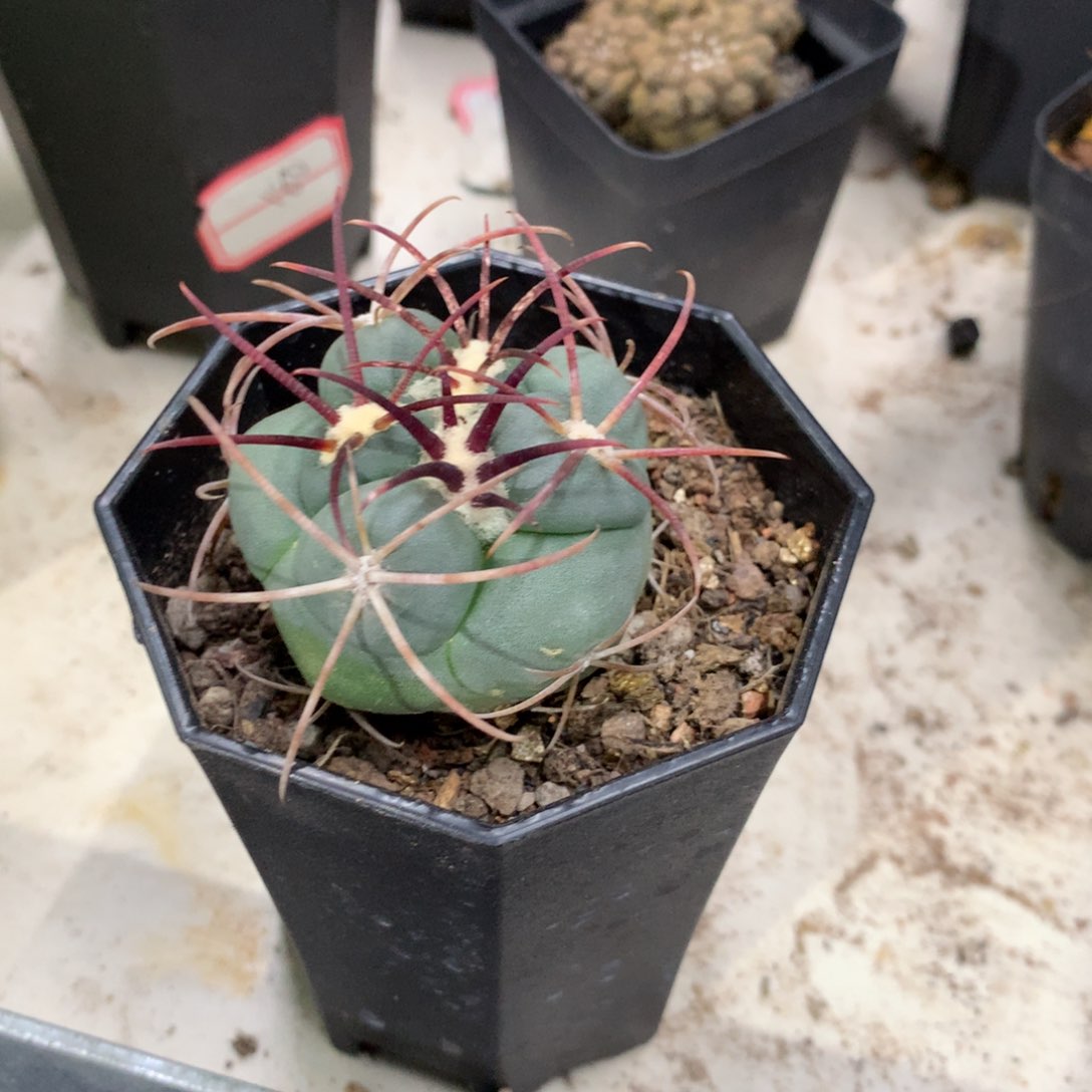 长****产开播福利实生仙人球