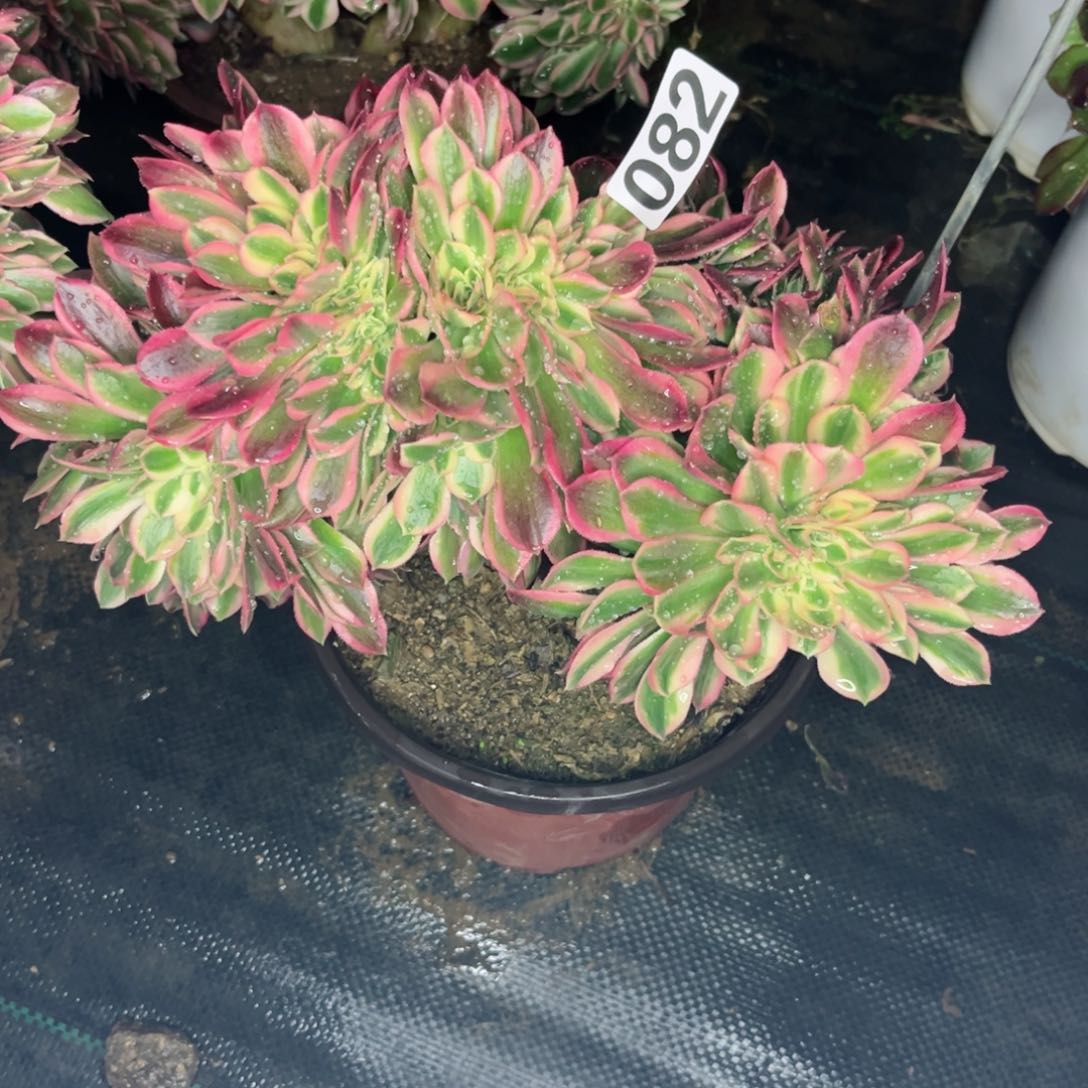 082粉女郎缀化多肉植物