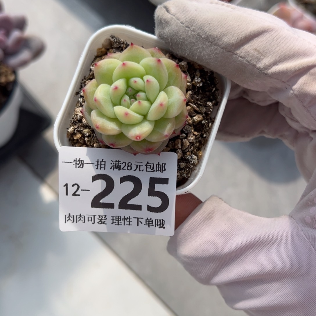 寒菲单头3cm多多肉多肉多肉