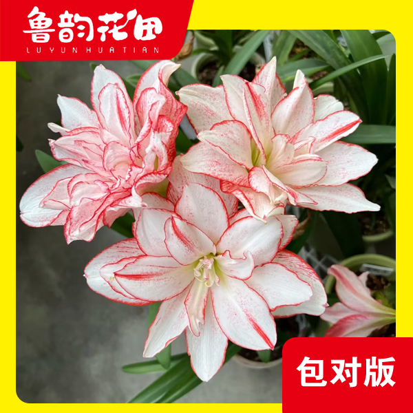 条纹黛丝 朱顶红 包对版 阳台 办公室 室内 客厅 懒人 绿植