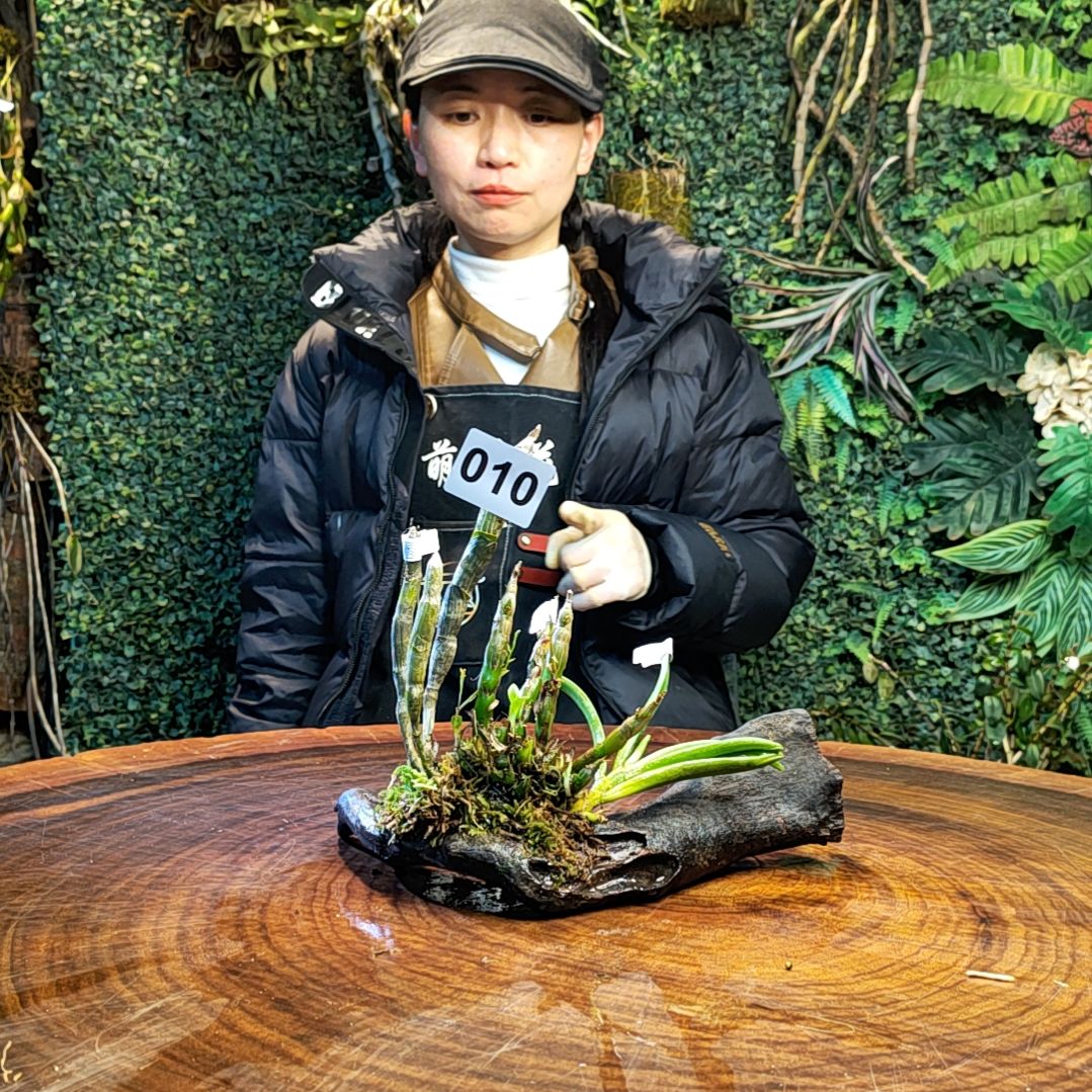 【闪购商品】010美玲固唇兰，珍虫，尖刀唇花