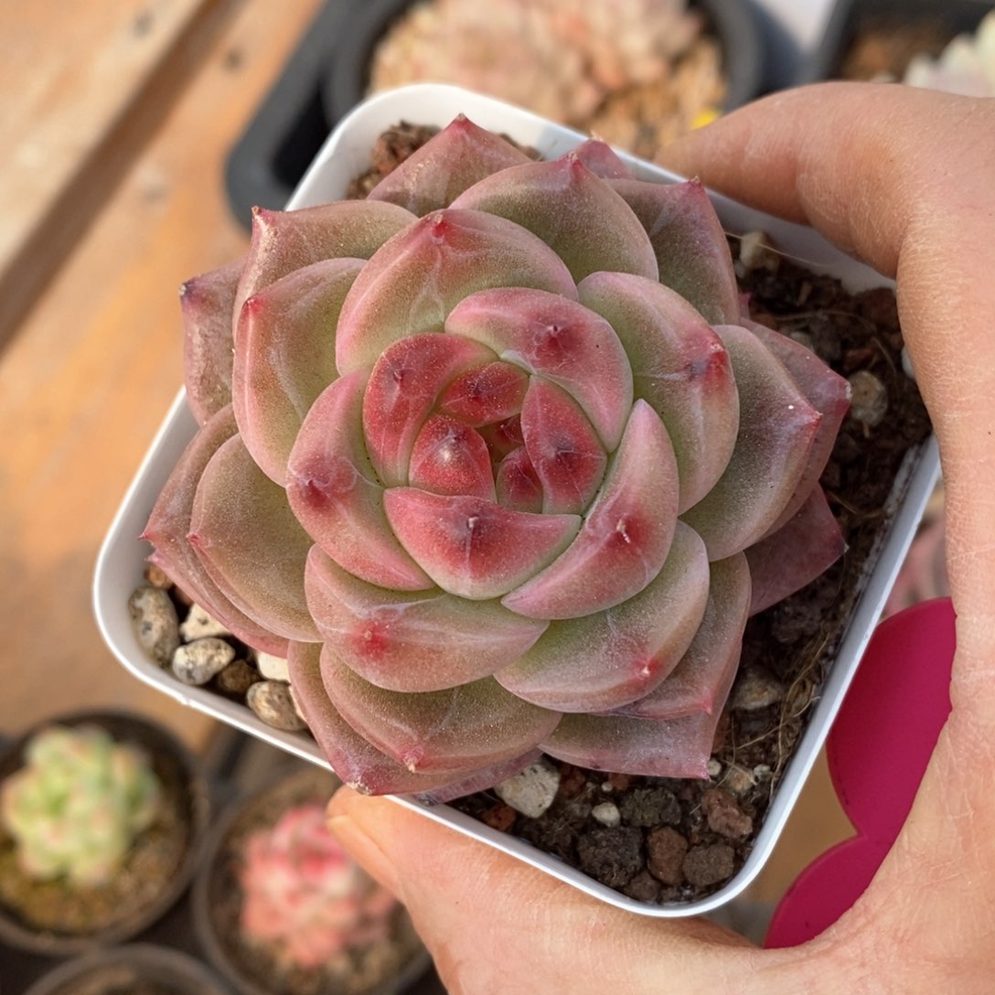 精品多肉一物一拍不包整177